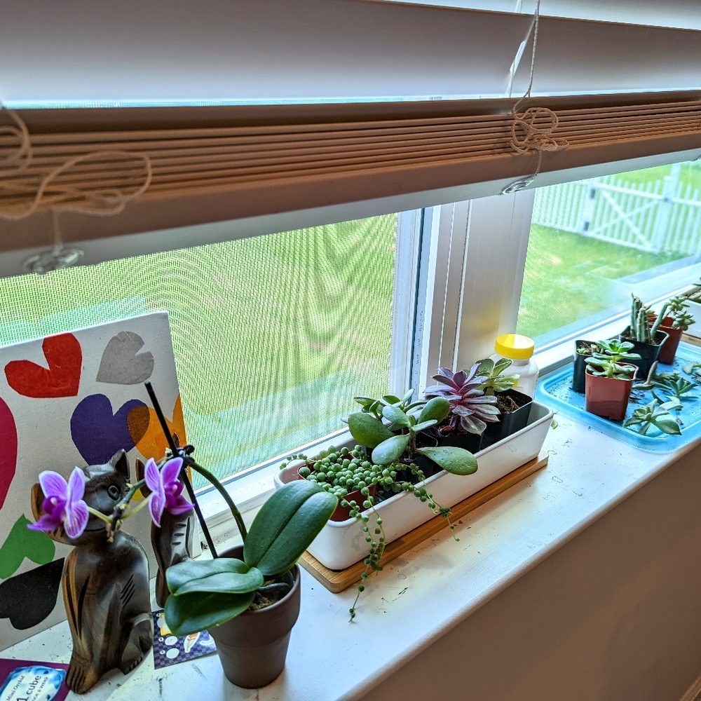 Hello! 🌷🌵🏵️ - Picture 2 of 3